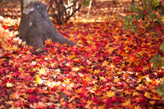 紅葉の絨毯