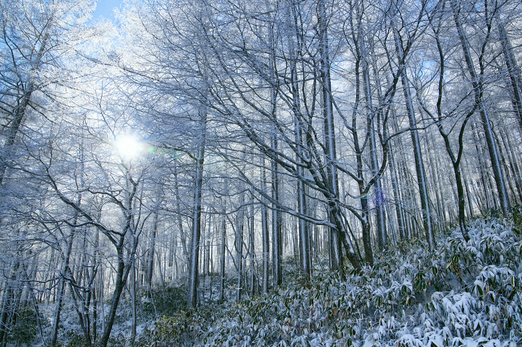 Silver Forest