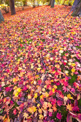 紅葉の絨毯2
