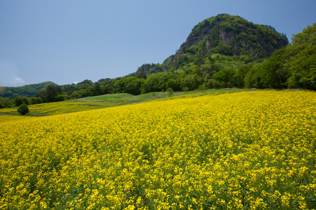 菜の花畑