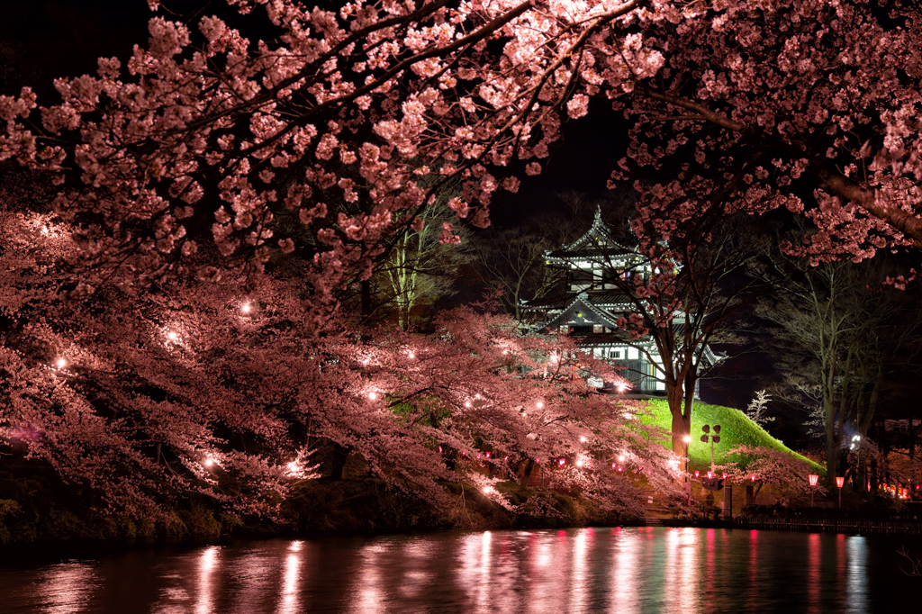 夜桜