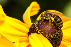 Honeybee