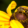 Honeybee