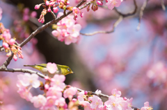 河津桜とメジロ