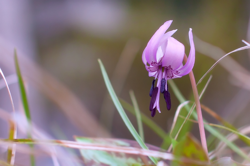 カタクリの花