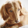 愛犬