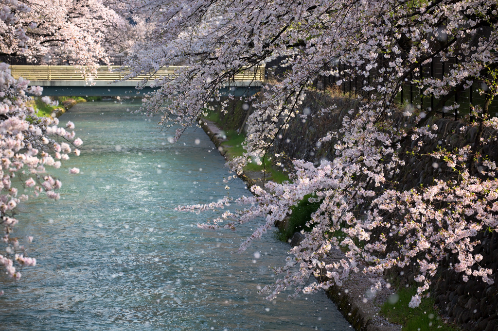 舞い散る桜