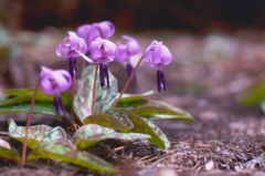 カタクリの花