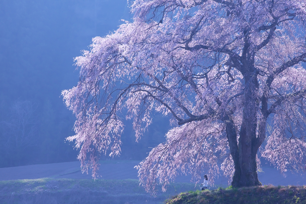 上発知の枝垂れ桜