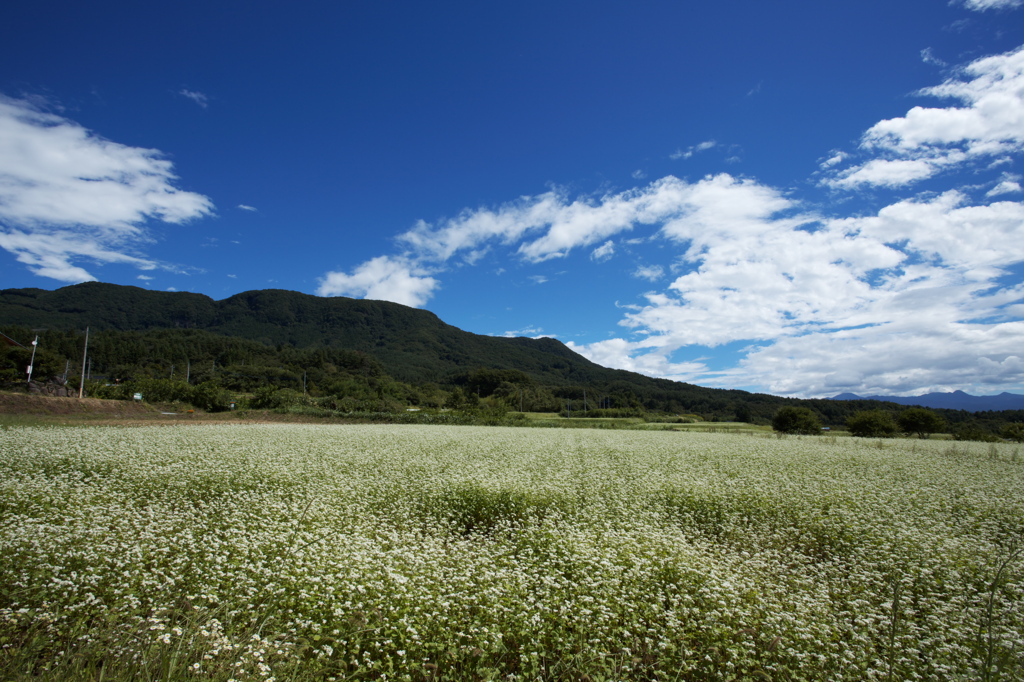 そばの花