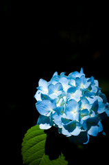 紫陽花