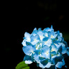 紫陽花