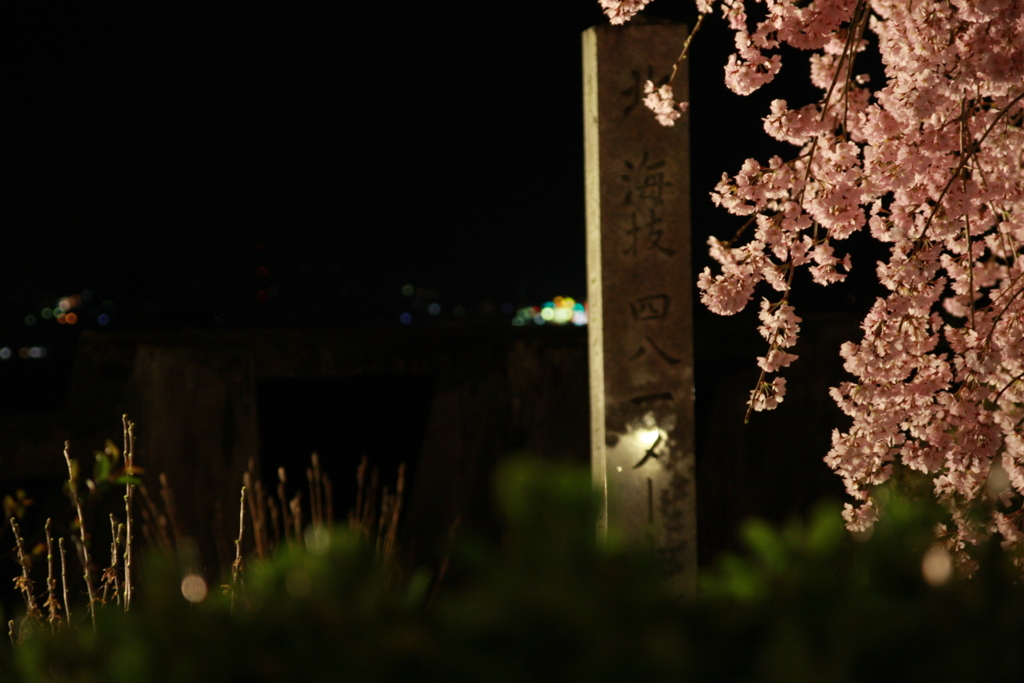 夜桜