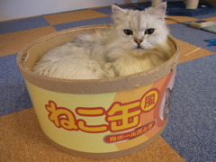 ねこ缶