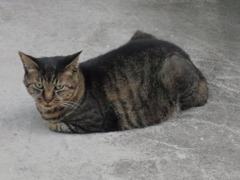 野良猫2