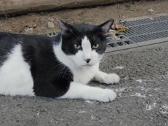 野良猫1