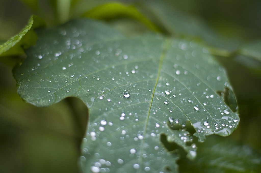 雨の王道構図
