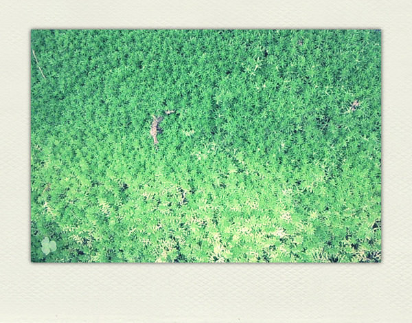midori