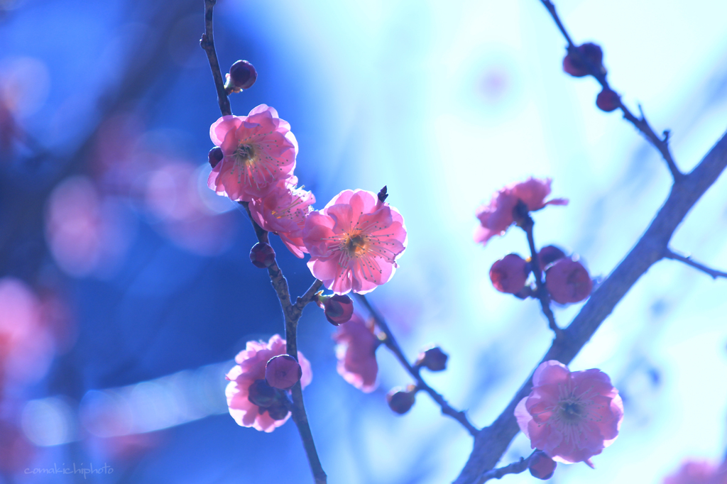 早春