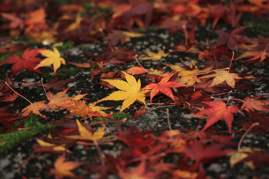 紅葉～創造の杜～
