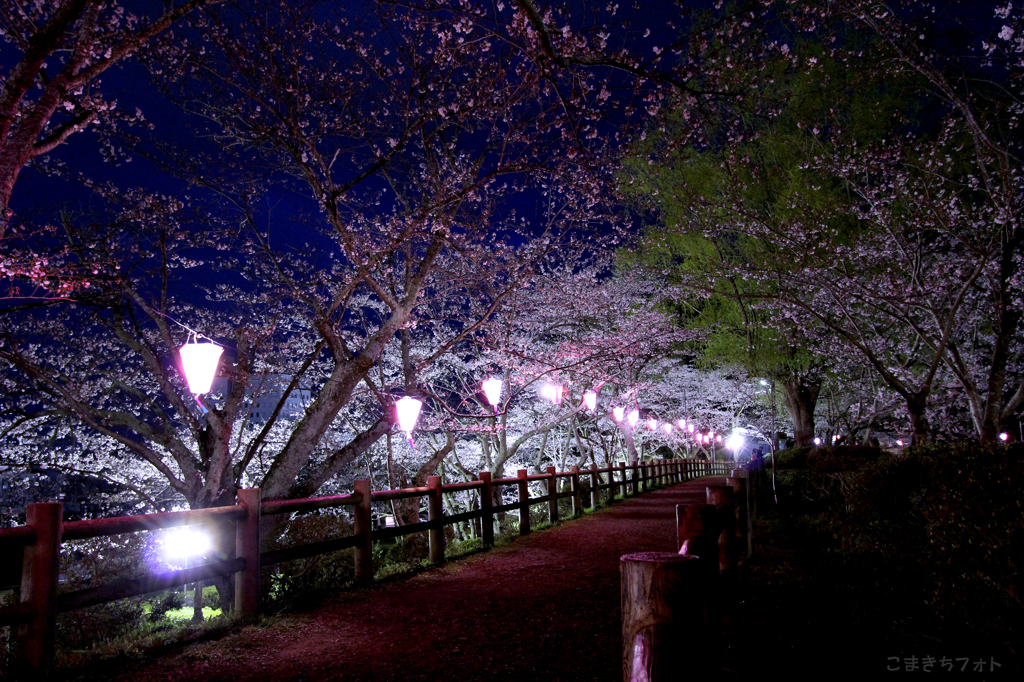 sakura