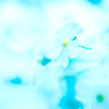 pure blue