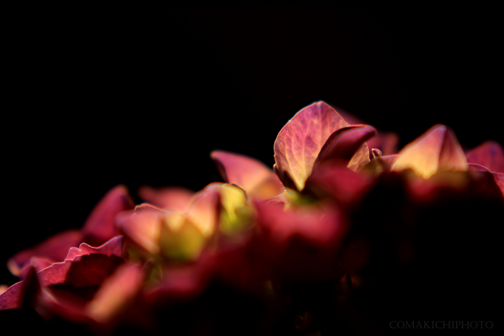 紫陽花