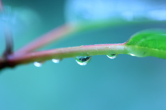 梅雨ですね。