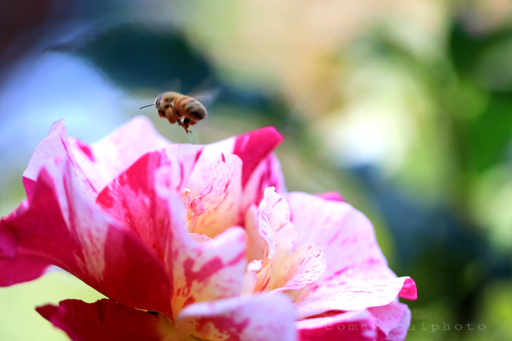 蜂と薔薇