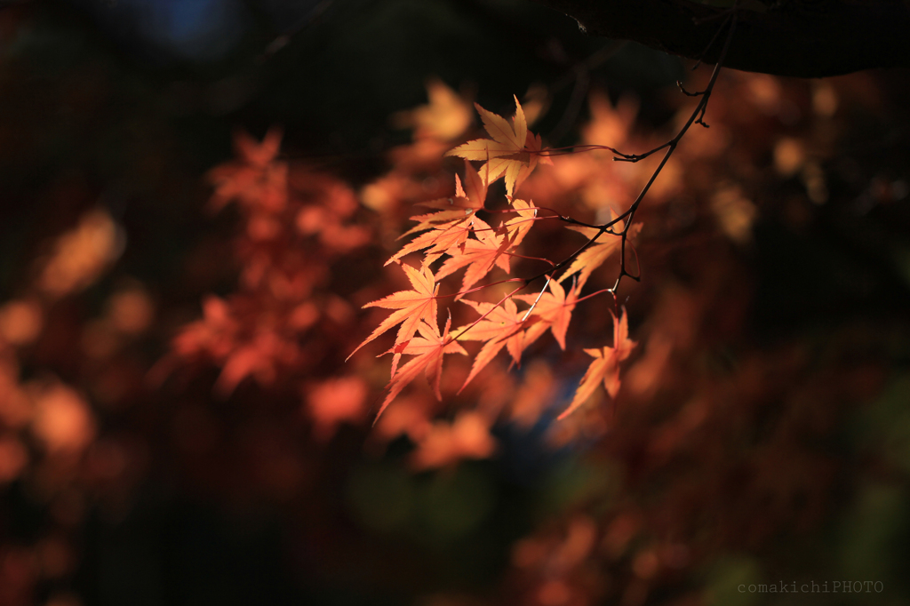 紅葉～創造の杜～3
