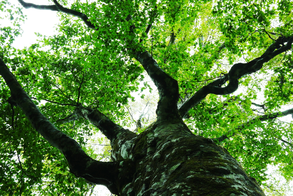 Mother Tree