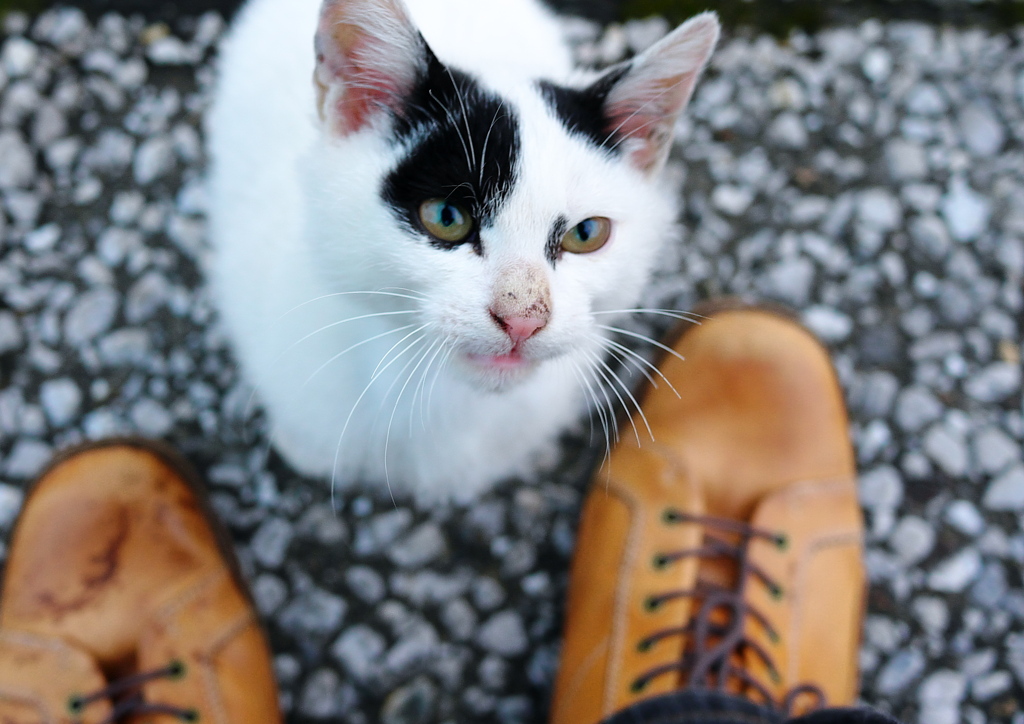 野生の眼差し