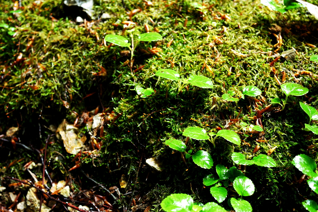 The Moss