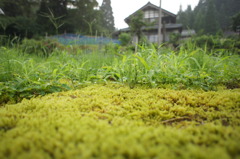 福井県池田町