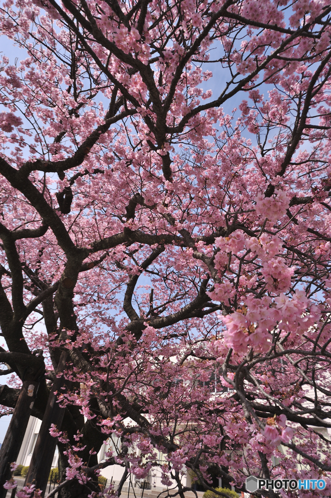 日本に1本しかない桜！ By ちーくん （id：8520998） 写真共有サイト Photohito