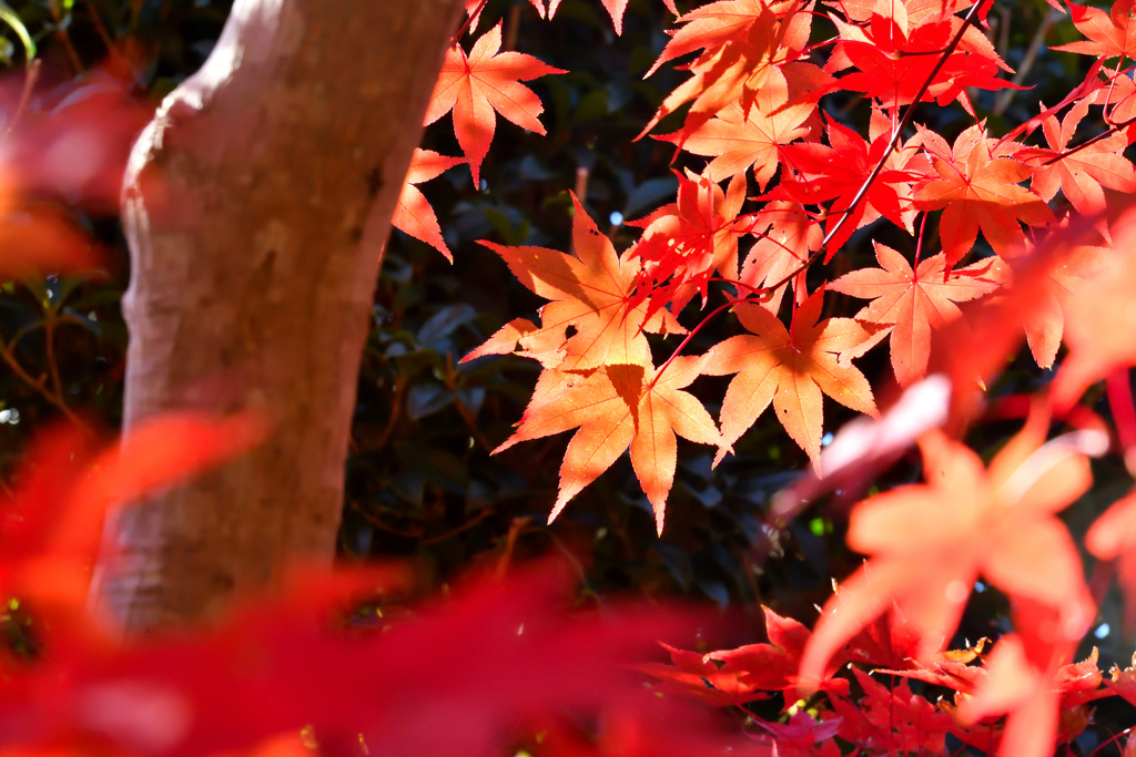 もみじ寺は「もみじじ」とは読まない