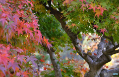 ハットリ君の手裏剣がどれか分からなくなった光景