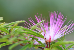 シベか花びらか決めずらい。