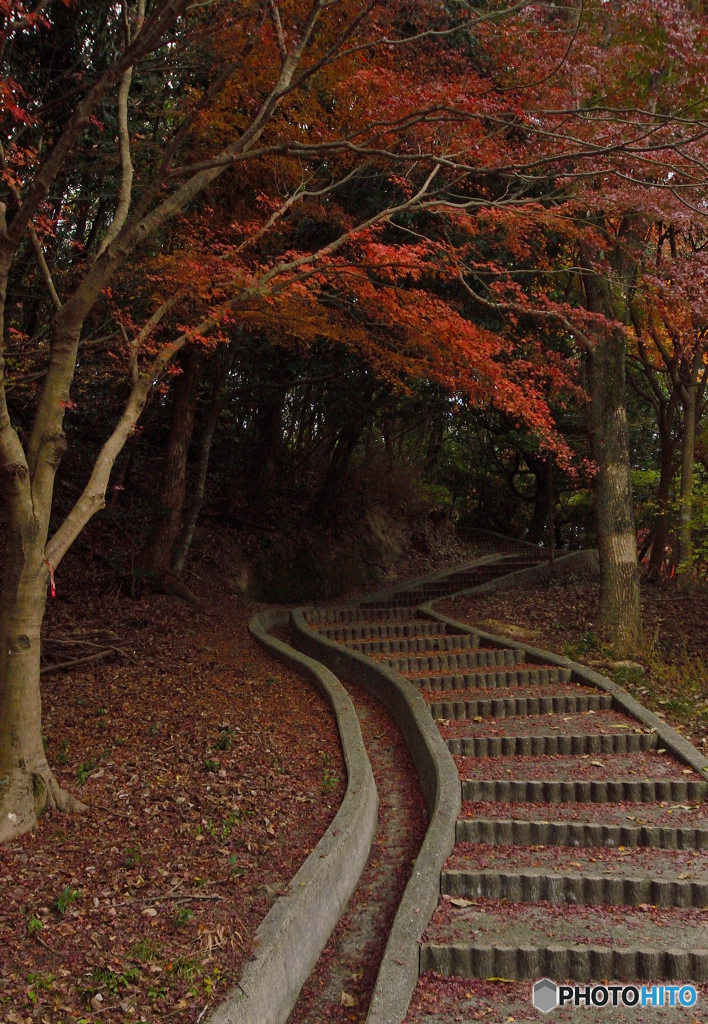 紅葉を見上げて、階段から落ちる。　注意！