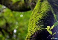 「オレをコケにすんじゃねぇ！」と、苔が叫ぶ。