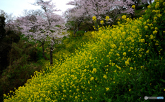 桜：「春の主役は菜の花さんっすねー」　菜の花：「いやいや、やっぱ桜さんっすよ」