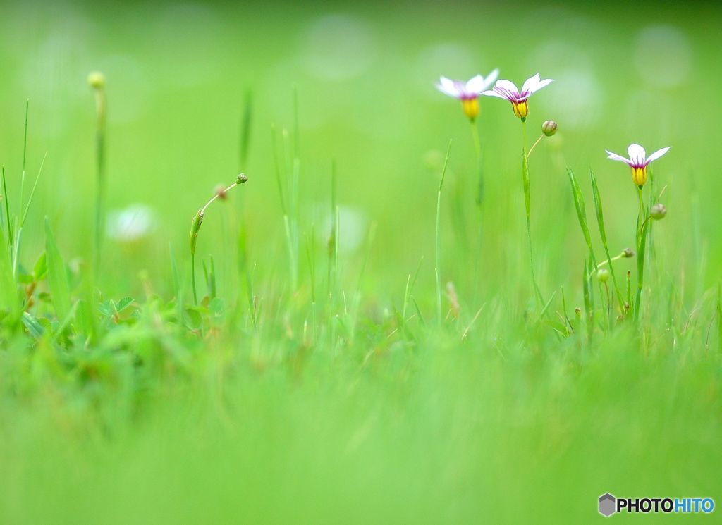 転んだ時に、ふと目にする光景