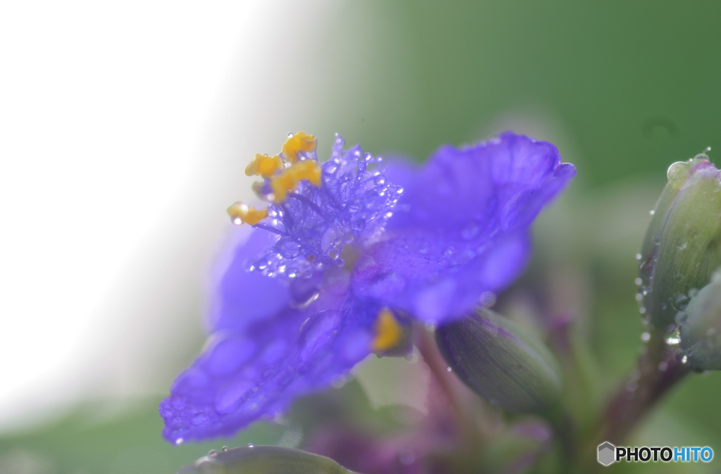 ツユですねー。　あ、紫のヤツ、　そりゃツユ草っすねー。