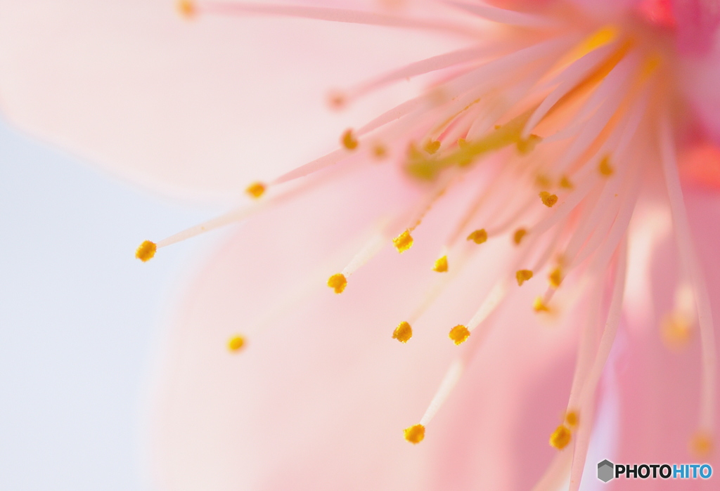 桜と思わせて実は梅と言いつつ本当は桜。