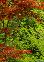 紅葉の季節ですねー。　え！？今梅雨っすよ？？