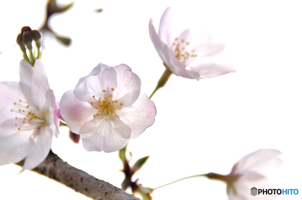 よくみると桜、よくみなくても桜。