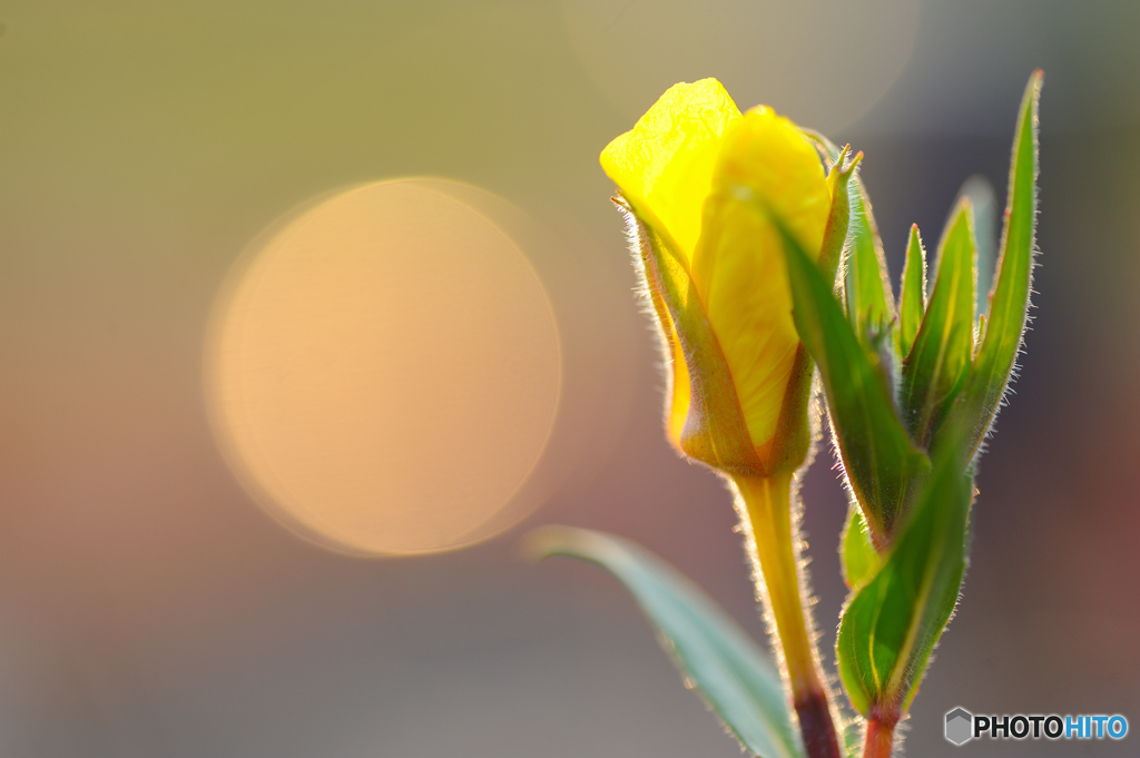 問題　この花の名前は何でしょう？