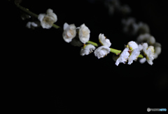 夜桜があるのに夜梅がないのはおかしい。