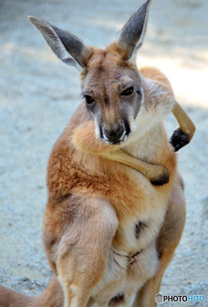 カンガルー、君は何をかんがるー