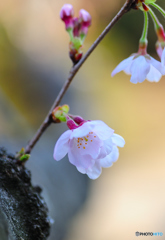 花が花粉症だと大変。